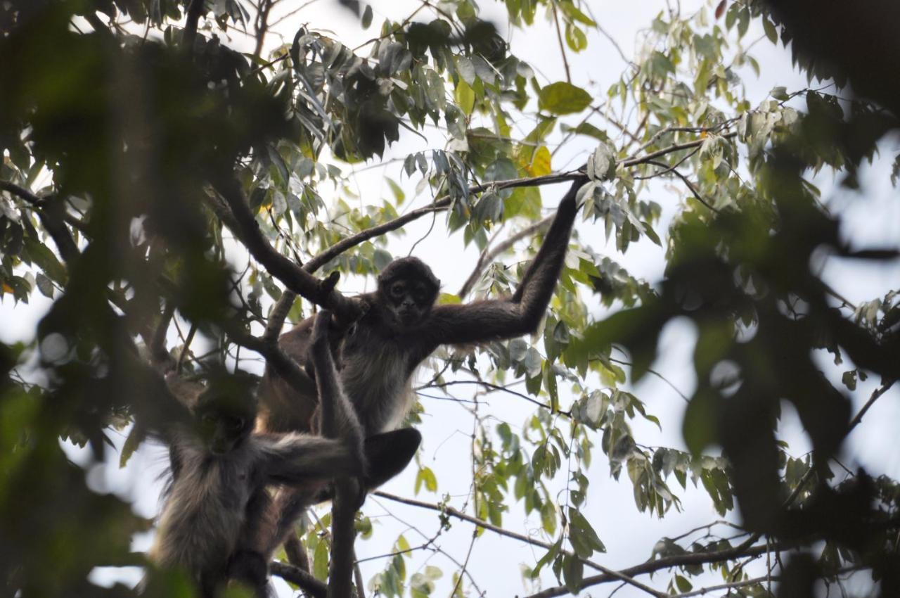 Jolie Jungle Eco Hotel (Adults Only) Leona Vicario エクステリア 写真
