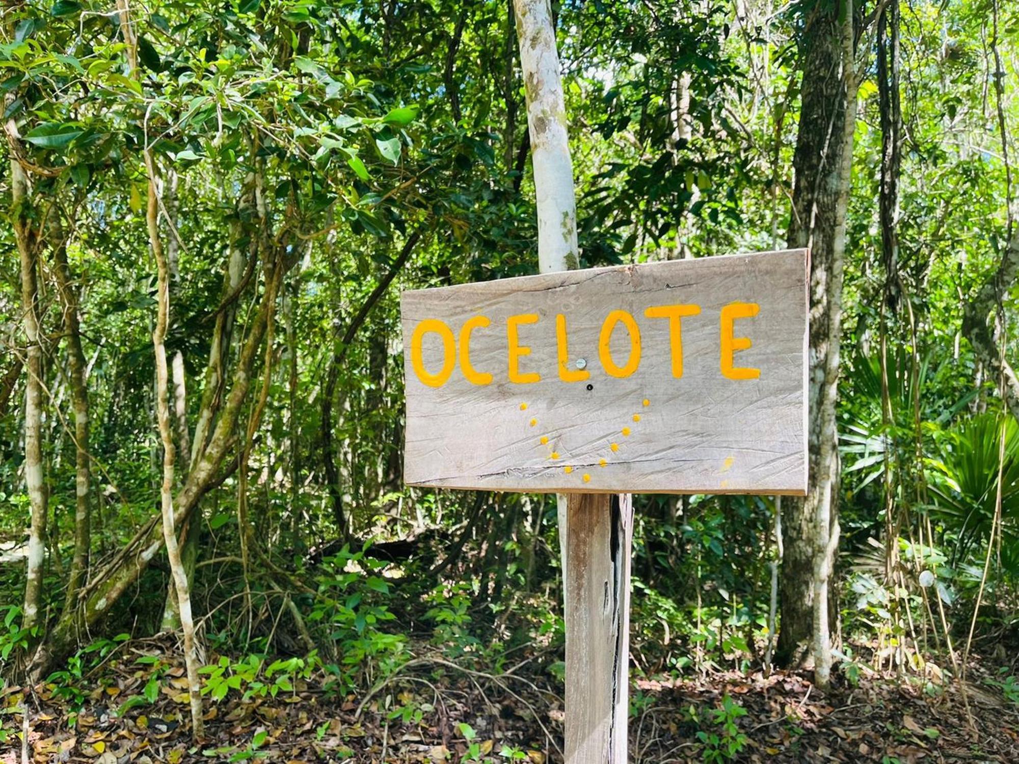 Jolie Jungle Eco Hotel (Adults Only) Leona Vicario 部屋 写真