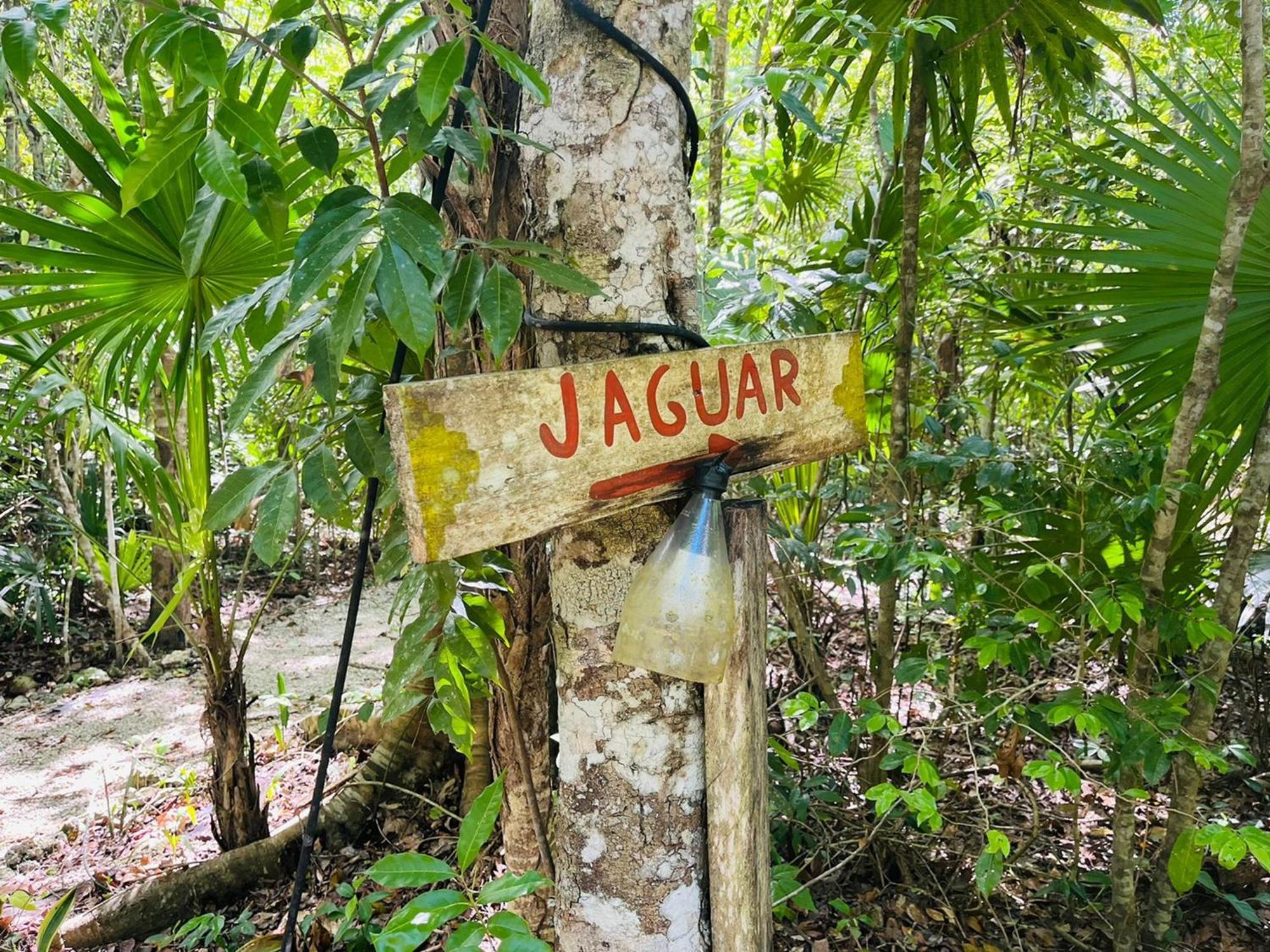 Jolie Jungle Eco Hotel (Adults Only) Leona Vicario 部屋 写真